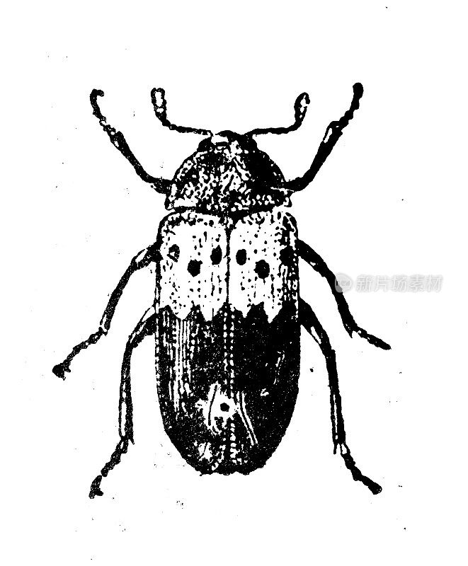 古希腊时期标志:lardarius, larder beetle